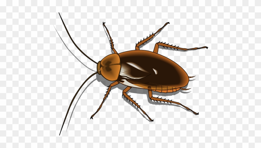 Cockroach Clipart Decomposer - Cafepress Cockroach Everyday Pillow #988229