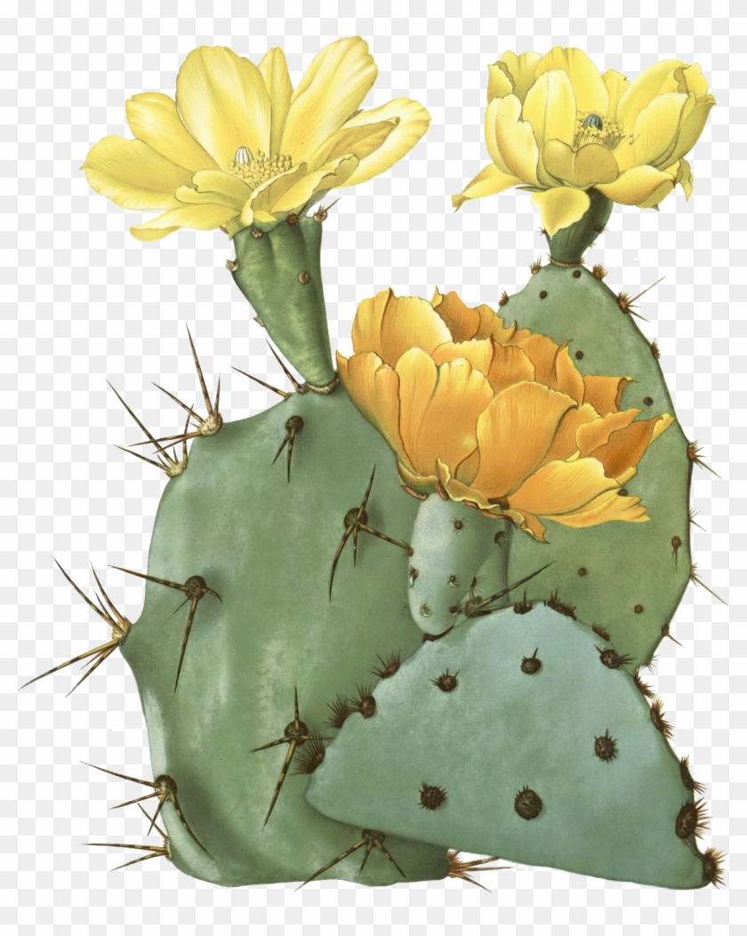 Drawn Cactus Prickly Pear Cactus - Prickly Pear Cactus Transparent #988629