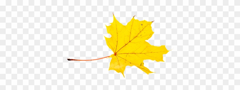 Autumn, Leaves, Leaf, Png - Gambar Daun Pixabay Diatas Air Animasi Bergerak #989088
