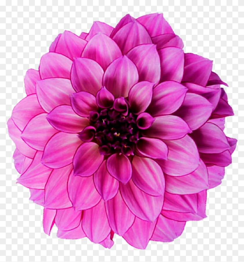 Light Pink Dahlia By Jeanicebartzen27 - Peony Flower White Background #989652