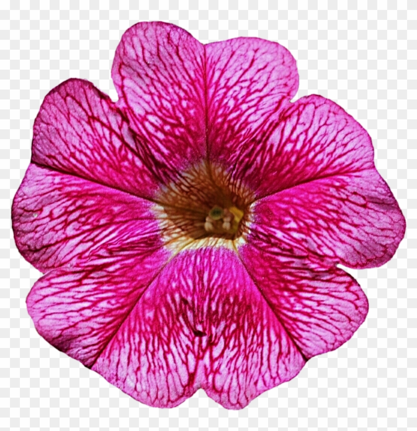 Purple Flower Clipart Petunia - Clip Art #989656
