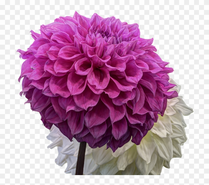Dahlias On Transparent Background - Dahlias On Transparent Background #989659