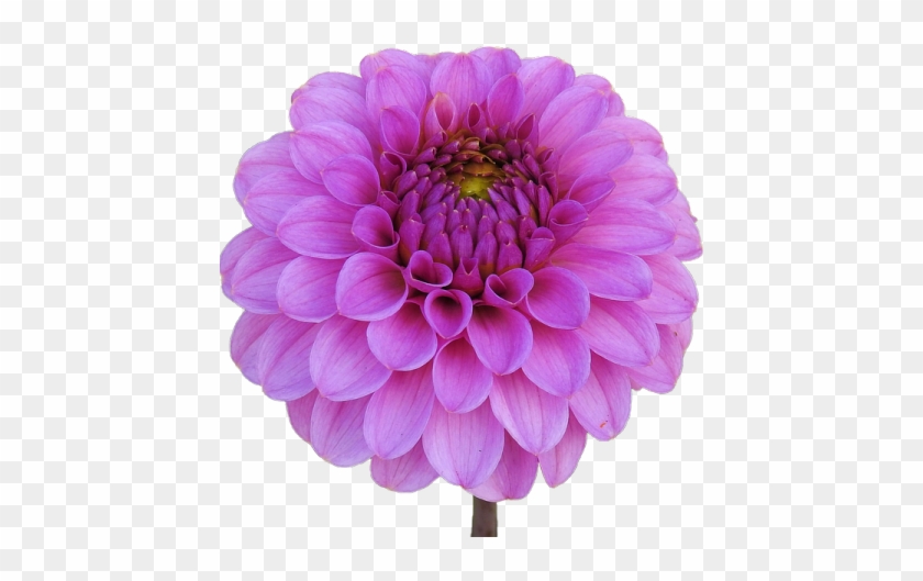 Dahlia Pink Flower Garden Dahlia Garden Is - Dalia Rosa Png #989669