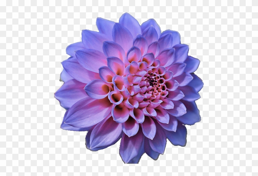 Image Image Image Image Image - Purple Flower No Background #989673