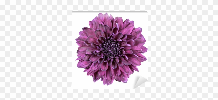 Purple Chrysanthemum Flower Isolated On White Wall - Deset Žen - Marcela Serranová E-kniha #989676