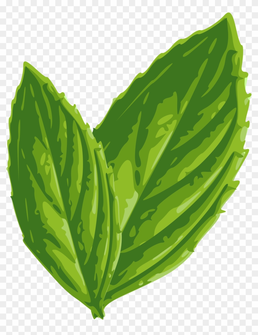 Drawn Mint Botanical Illustration - Mint Leaf Png Vector #989683