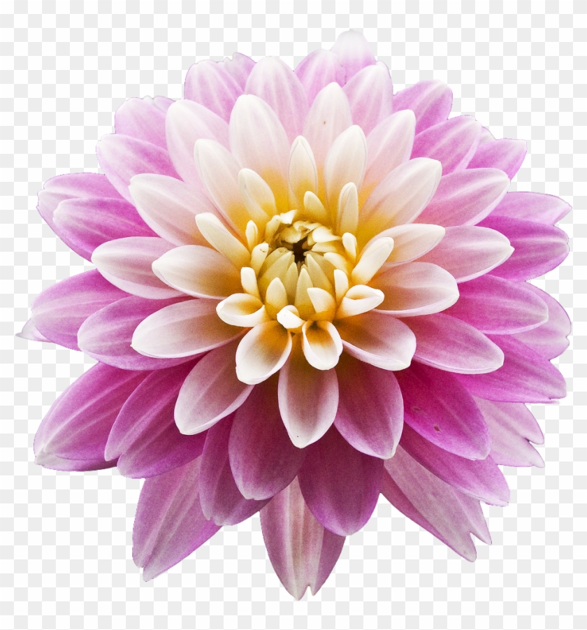 Dahlia Download Transparent Png Image - Dahlia Png #989692