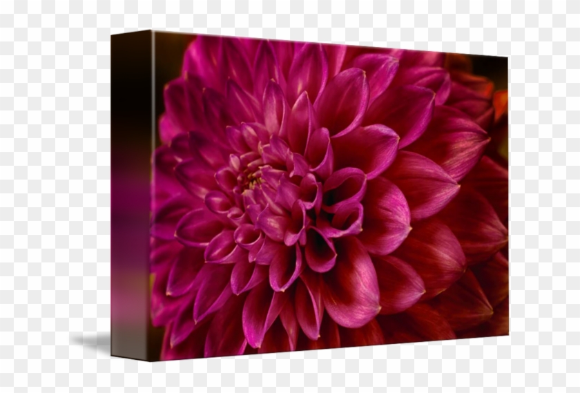 "luscious Pink" Dahlia Flower By Soulful Photos - Dahlia #989695