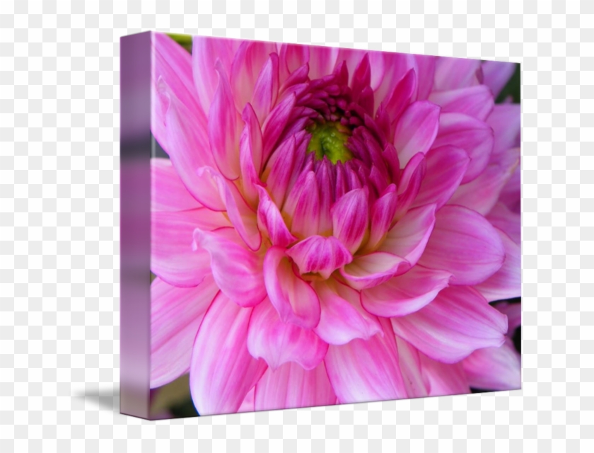 Dahlia #989700