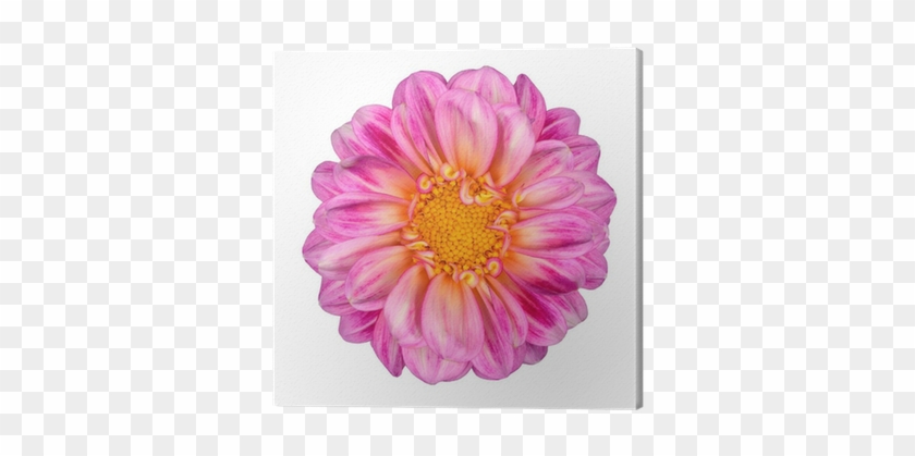 Pink White Dahlia Flower With Yellow Center Isolated - Fleur Rose Et Jaune #989713