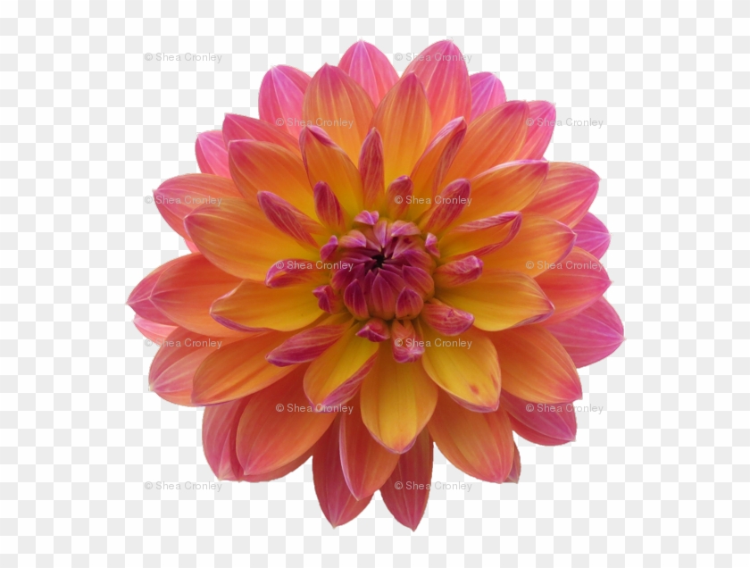 Dahlia #989741