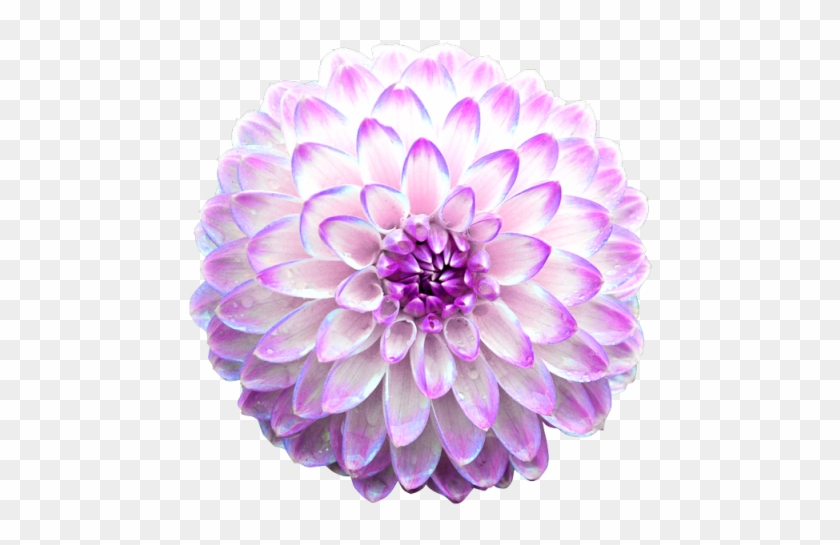 Chrysanthemums - Animated Flowers Gif Png #989746