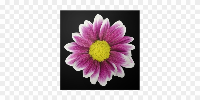 Purple Dahlia Flower With Yellow Center Isolated Poster - Art Print: Tr3gi's Big Selection Of Colorful Flowers #989748