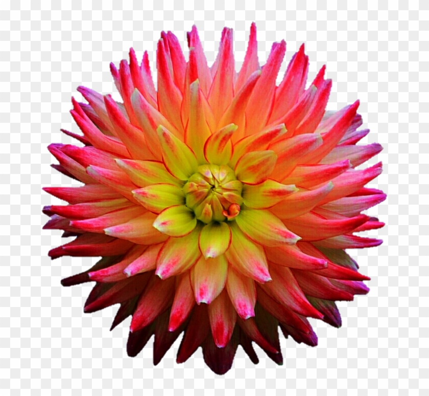 Pink And Purple Spiked Dahlia By Jeanicebartzen27 - Clip Art #989753