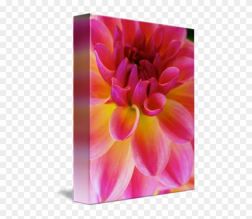 Dahlia #989761