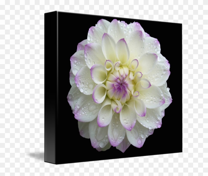 Dahlia #989792