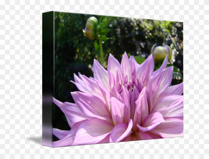 Pink Purple Dahlia Flower Art Print Baslee By Baslee - Dahlia #989794