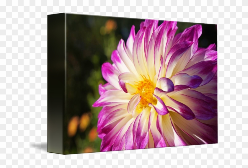 White Purple Dahlia Flowers Fine Art Prints Gifts By - Die Wochen-gruß-karten Der Glücklichen Grußkarte #989795