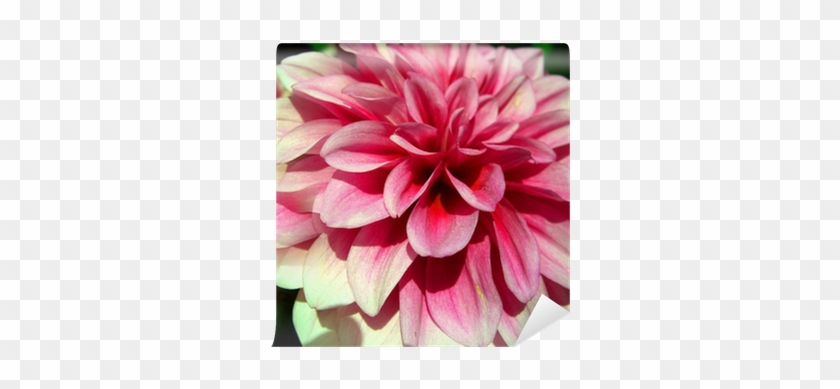 Dahlia #989796