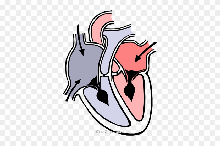 Heart Chambers Royalty Free Vector Clip Art Illustration - Heart Diagram #991728