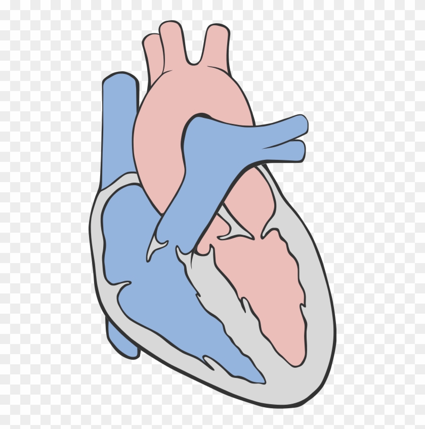 Heart Circulation Diagram - Simple Picture Of Heart #991741