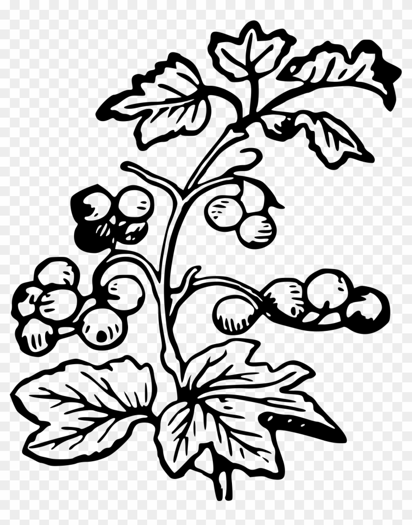 Big Image - Berries Black And White #992123