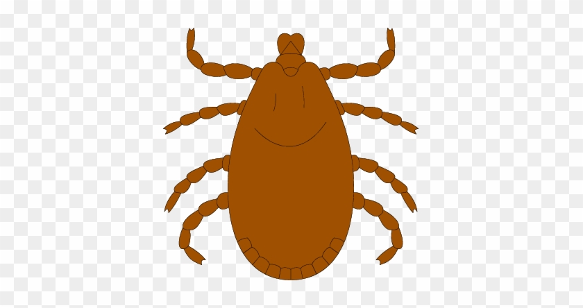 Bugs Clipart Tick Free Clipart On Dumielauxepices Net - Clipart Of A Tick #992272