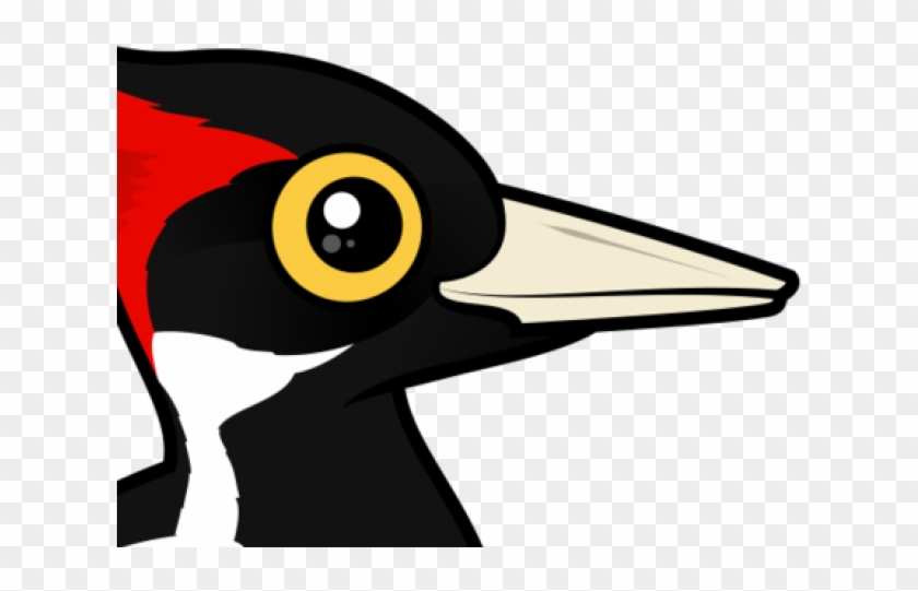 Rare Clipart Ivory - Ivory Billed Woodpecker Birds #992417