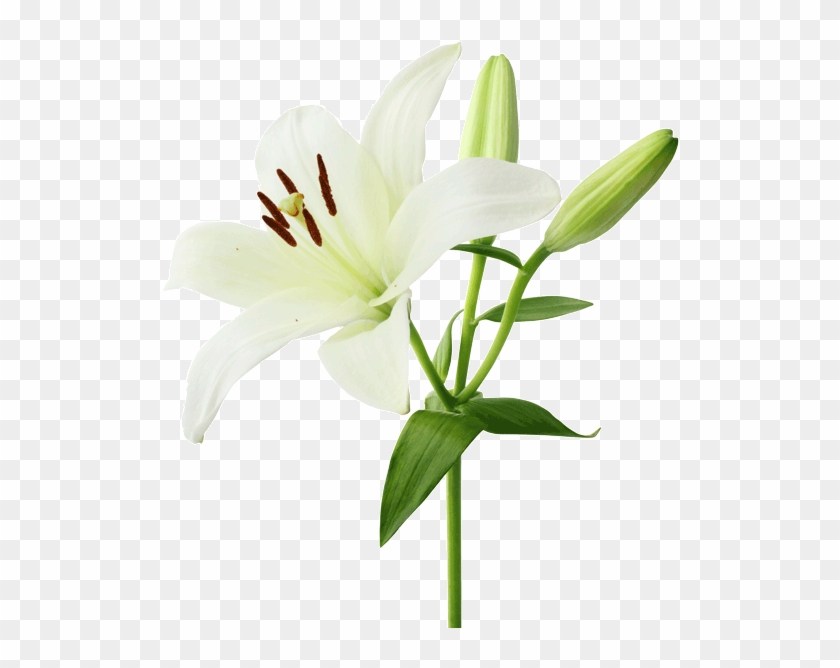 Grower Remendations - White Lily Flower #992964