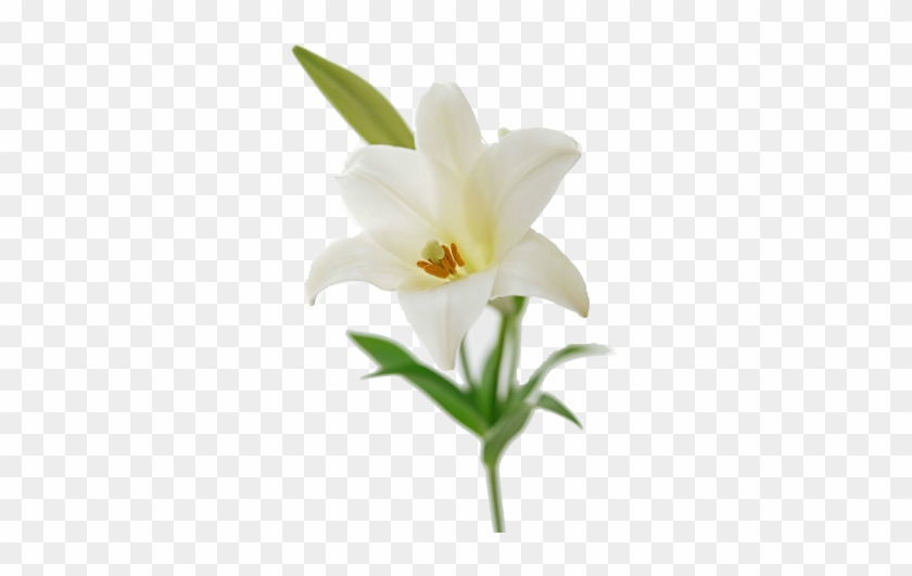 Easter Lily Flower Bouquet Lilium Brownii Lilies - 働く人と組織のためのこころの支援: メンタルヘルス・カウンセリングの実際 [書籍] #992967