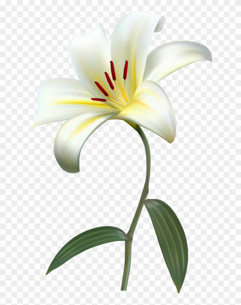 Изображение Для Плейкаста - Lily Flower Png #992976