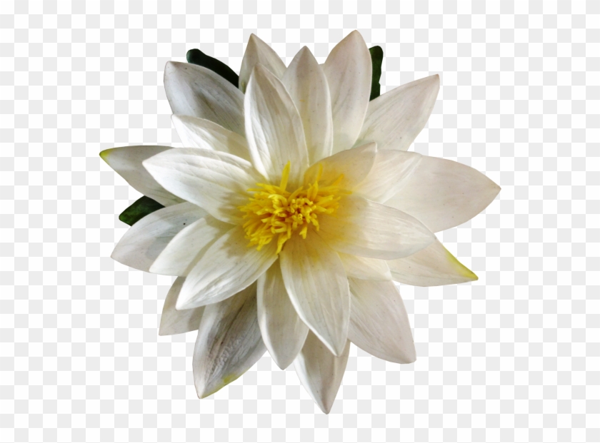 Floating Water Lily - Sacred Lotus #992995