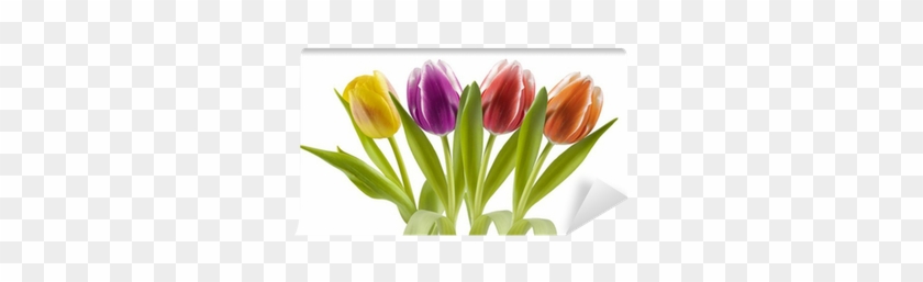 Colorful Tulips In A Row, Isolated On White Wall Mural - Poster #993008