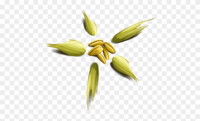 Saas Providers Seed Comp Flower - Lily #993025