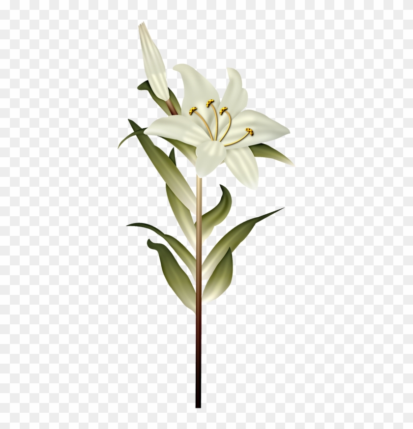 White Lily - Gagea #993035