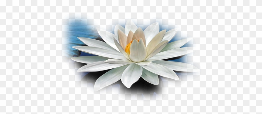 Sacred Lotus #993036