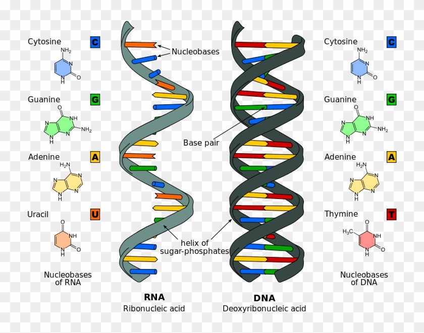 The Differences Between Dna And Rna - Dna Structure And Replication #993038