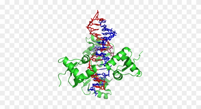 B Z Junction Bound To A Z-dna Binding Domain - Dna #993052