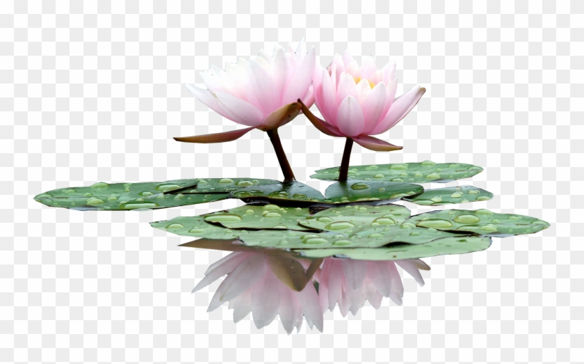 Water Lily Flower Nelumbo Nucifera - Flower #993059