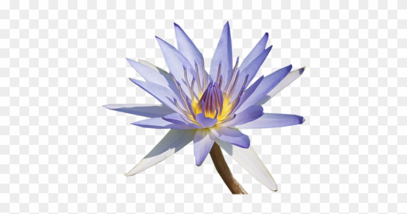 «цветы В Png» - Water Lily #993071