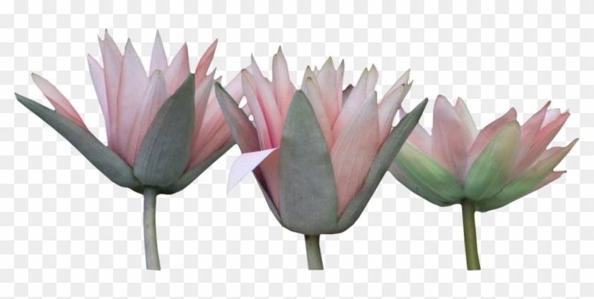 Art Nouveau - Sacred Lotus #993073