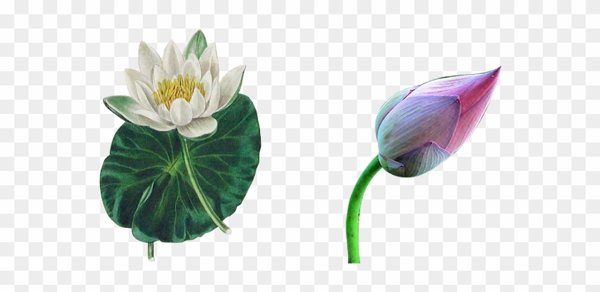 花骨朵 - Sacred Lotus #993080