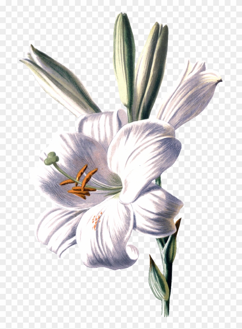 【高清百合花】图片免费下载 高清百合花素材 高清百合花模板-千图网 - Familiar Garden Flowers 1907 White Lily Poster Print #993151