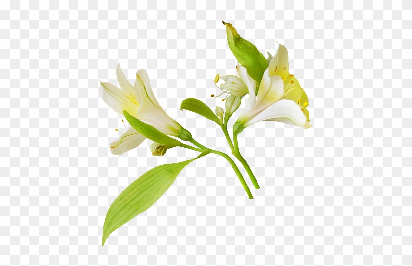 Png Süsler - Peruvian Lily #993167