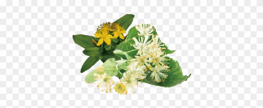 113種の国産植物発酵液イメージ - Mattisson Living Lemonade Blossom Biologisch, 500 Ml #993182