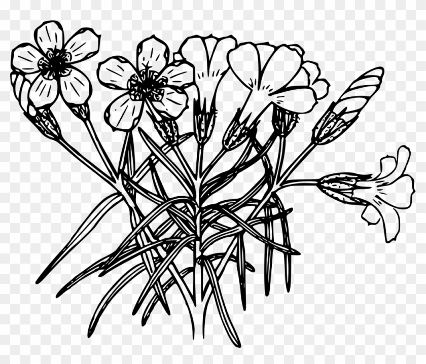 Sticky Phlox - Phlox #993193