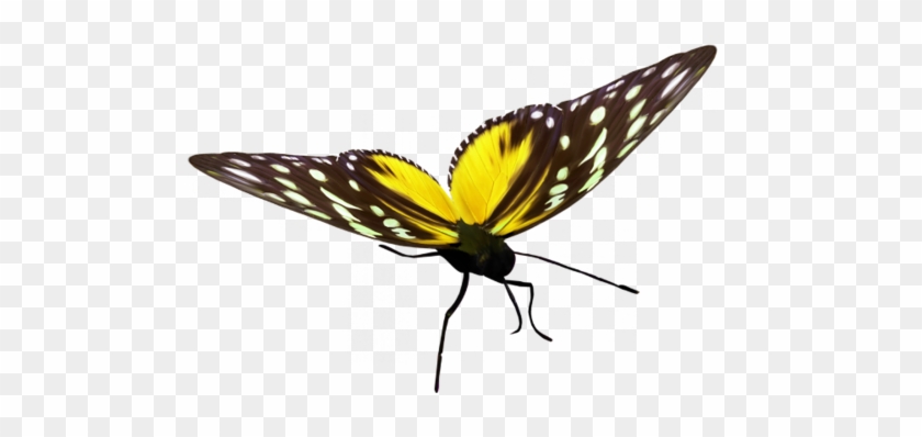 Png Kelebek Resimleri, Renkli Kelebek Resimimleri, - Butterflies And Moths #993211