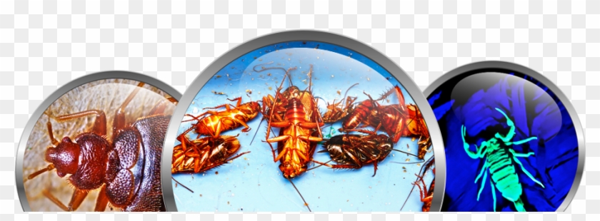 Queen Creek Exterminator - Bedbugs By Joyce Jeffries 9781499407464 (hardback) #993338