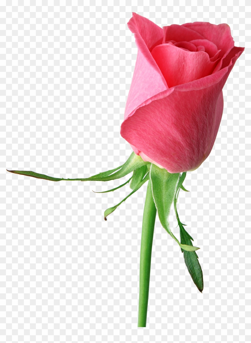 Clipart Chocolate Image Pink Rose Clipart Illustration - Pink Rose Flower Png #174208