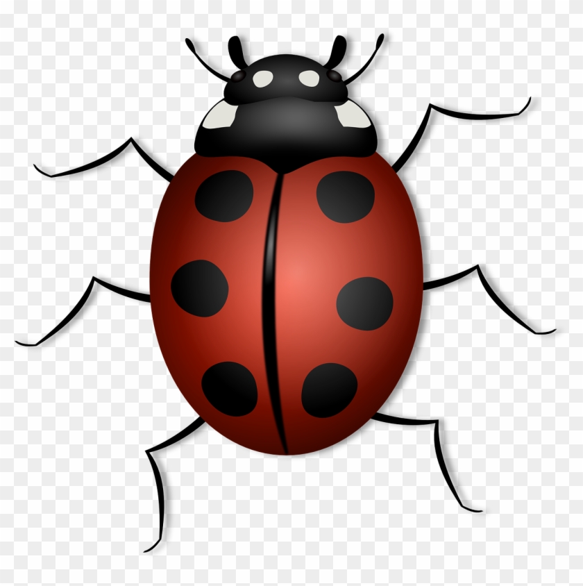 Ladybug, Animal, Beetle, Bug, Insect, Luck, Summer, - Red Beetle Insect #175502